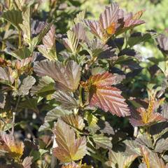 Tavola kalinolistá 'André' - Physocarpus opulifolius 'André'