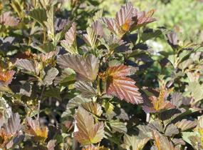 Tavola kalinolistá 'André' - Physocarpus opulifolius 'André'