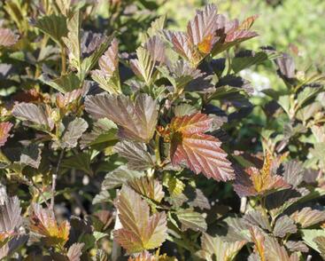 Tavola kalinolistá 'André'