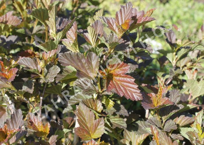 Tavola kalinolistá 'André' - Physocarpus opulifolius 'André'