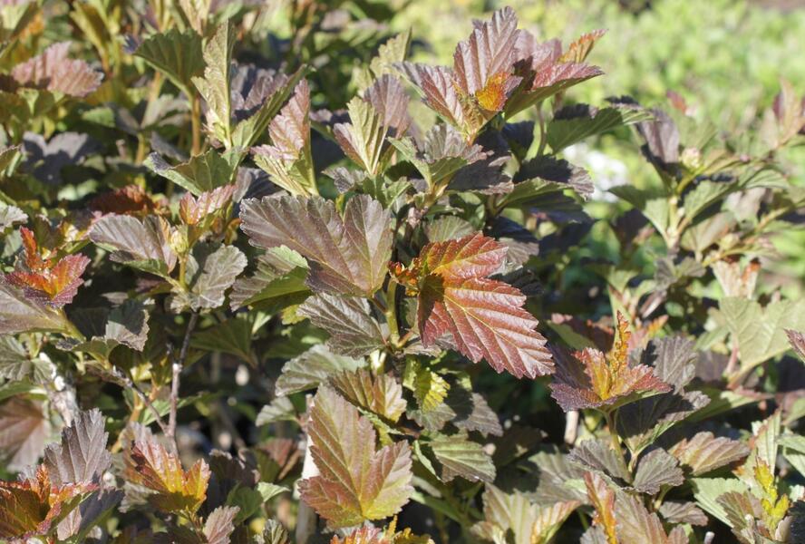 Tavola kalinolistá 'André' - Physocarpus opulifolius 'André'