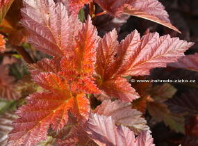 Tavola kalinolistá 'André' - Physocarpus opulifolius 'André'
