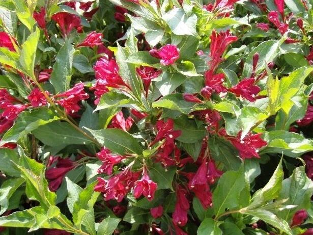 Vajgélie zkřížená - Weigela hybrid