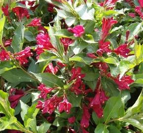 Vajgélie zkřížená - Weigela hybrid