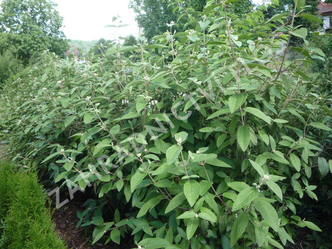 Kalina vrásčitolistá 'Willowwood' - Viburnum rhytidophyllum 'Willowwood'