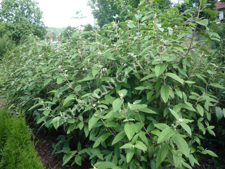 Kalina vrásčitolistá 'Willowwood' - Viburnum rhytidophyllum 'Willowwood'
