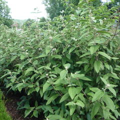 Kalina vrásčitolistá 'Willowwood' - Viburnum rhytidophyllum 'Willowwood'