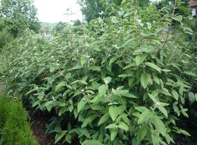 Kalina vrásčitolistá 'Willowwood' - Viburnum rhytidophyllum 'Willowwood'