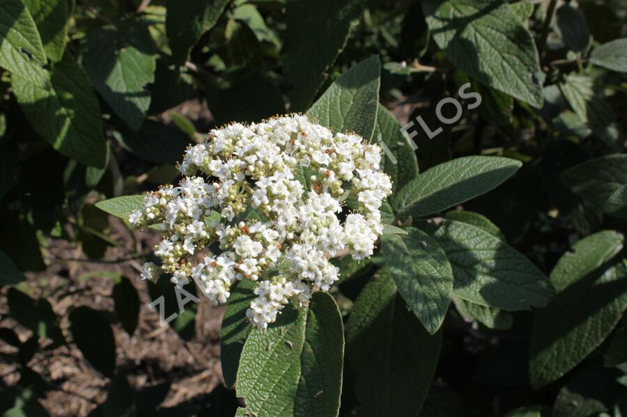 Kalina vrásčitolistá 'Willowwood' - Viburnum rhytidophyllum 'Willowwood'