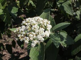 Kalina vrásčitolistá 'Willowwood' - Viburnum rhytidophyllum 'Willowwood'