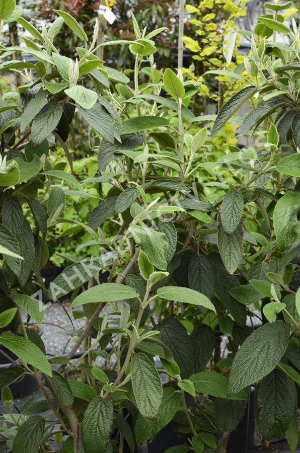 Kalina vrásčitolistá 'Willowwood' - Viburnum rhytidophyllum 'Willowwood'