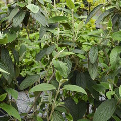 Kalina vrásčitolistá 'Willowwood' - Viburnum rhytidophyllum 'Willowwood'