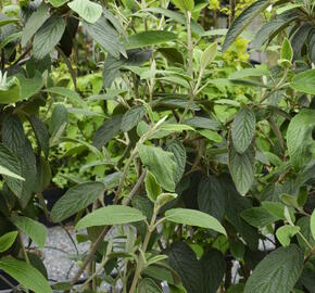 Kalina vrásčitolistá 'Willowwood' - Viburnum rhytidophyllum 'Willowwood'