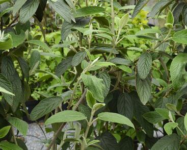 Kalina vrásčitolistá 'Willowwood'