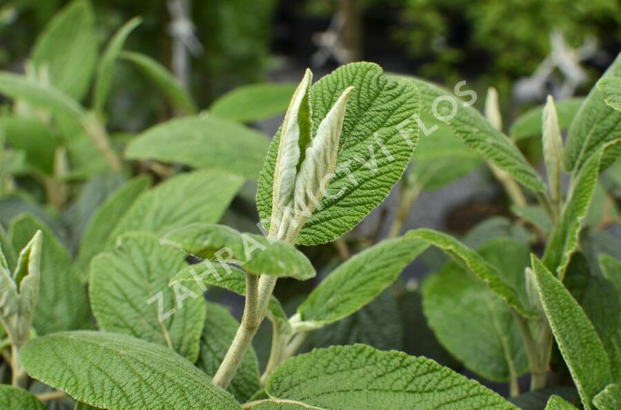 Kalina vrásčitolistá 'Willowwood' - Viburnum rhytidophyllum 'Willowwood'