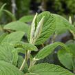 Kalina vrásčitolistá 'Willowwood' - Viburnum rhytidophyllum 'Willowwood'