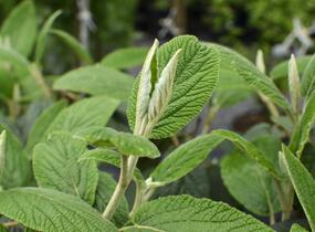 Kalina vrásčitolistá 'Willowwood' - Viburnum rhytidophyllum 'Willowwood'