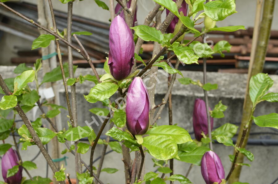 Šácholan obvejčitý 'Purpurea' - Magnolia obovata 'Purpurea'