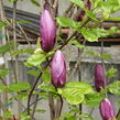Šácholan obvejčitý 'Purpurea' - Magnolia obovata 'Purpurea'