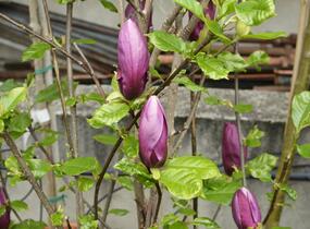 Šácholan obvejčitý 'Purpurea' - Magnolia obovata 'Purpurea'