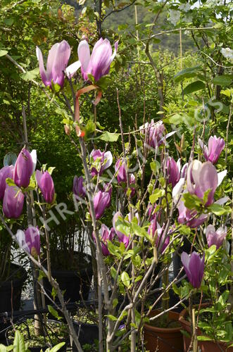 Šácholan obvejčitý 'Purpurea' - Magnolia obovata 'Purpurea'