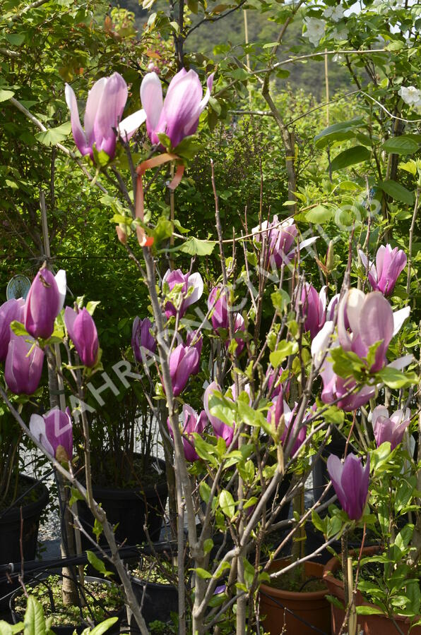 Šácholan obvejčitý 'Purpurea' - Magnolia obovata 'Purpurea'