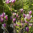 Šácholan obvejčitý 'Purpurea' - Magnolia obovata 'Purpurea'