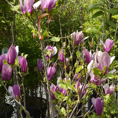 Šácholan obvejčitý 'Purpurea' - Magnolia obovata 'Purpurea'