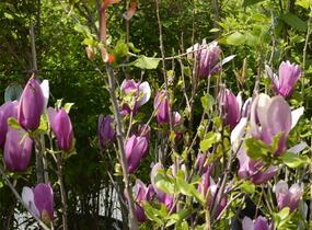 Šácholan obvejčitý 'Purpurea' - Magnolia obovata 'Purpurea'