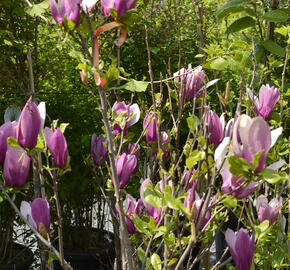 Šácholan obvejčitý 'Purpurea' - Magnolia obovata 'Purpurea'