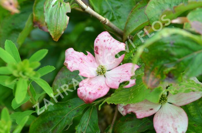 Dřín japonský 'Pévé Satomi Compact' - Cornus kousa 'Pévé Satomi Compact'