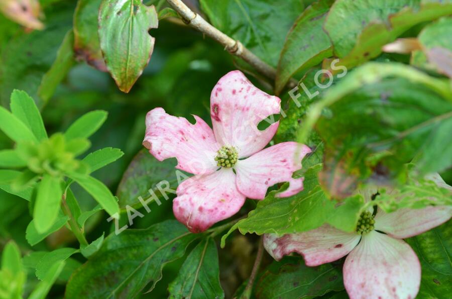 Dřín japonský 'Pévé Satomi Compact' - Cornus kousa 'Pévé Satomi Compact'