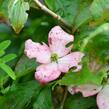 Dřín japonský 'Pévé Satomi Compact' - Cornus kousa 'Pévé Satomi Compact'