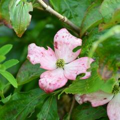 Dřín japonský 'Pévé Satomi Compact' - Cornus kousa 'Pévé Satomi Compact'