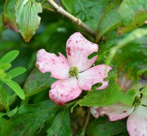 Dřín japonský 'Pévé Satomi Compact' - Cornus kousa 'Pévé Satomi Compact'