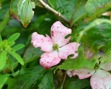 Dřín japonský 'Pévé Satomi Compact'