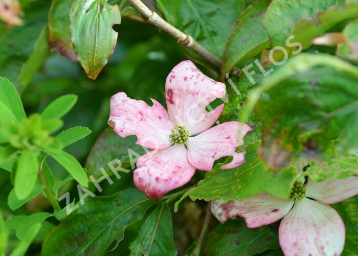 Dřín japonský 'Pévé Satomi Compact' - Cornus kousa 'Pévé Satomi Compact'