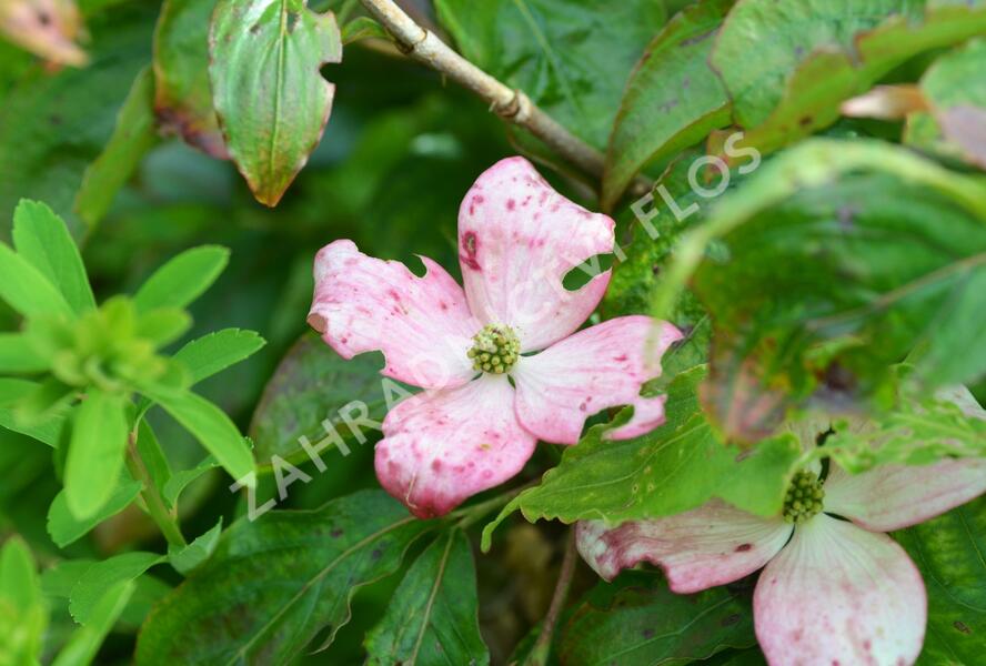 Dřín japonský 'Pévé Satomi Compact' - Cornus kousa 'Pévé Satomi Compact'
