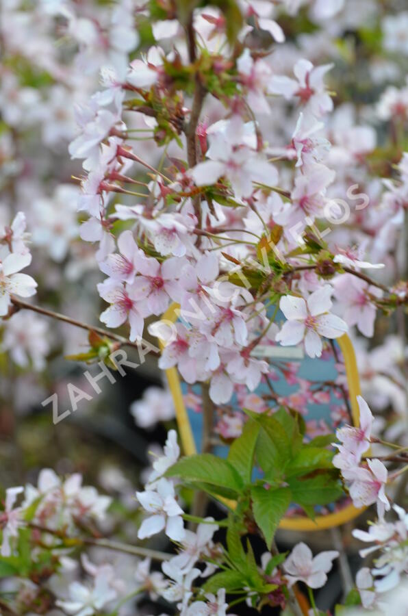 Třešeň kurilská 'Ruby' - Prunus kurilensis 'Ruby'