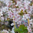 Třešeň kurilská 'Ruby' - Prunus kurilensis 'Ruby'