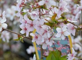 Třešeň kurilská 'Ruby' - Prunus kurilensis 'Ruby'