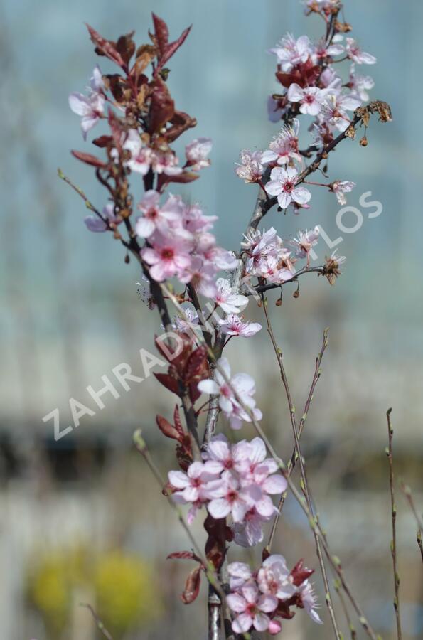 Třešeň kurilská 'Ruby' - Prunus kurilensis 'Ruby'