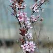 Třešeň kurilská 'Ruby' - Prunus kurilensis 'Ruby'