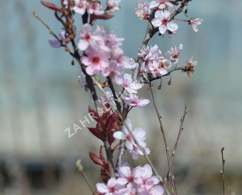 Třešeň kurilská 'Ruby' - Prunus kurilensis 'Ruby'