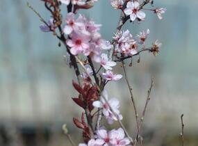 Třešeň kurilská 'Ruby' - Prunus kurilensis 'Ruby'