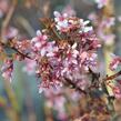 Třešeň kurilská 'Ruby' - Prunus kurilensis 'Ruby'