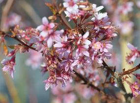 Třešeň kurilská 'Ruby' - Prunus kurilensis 'Ruby'