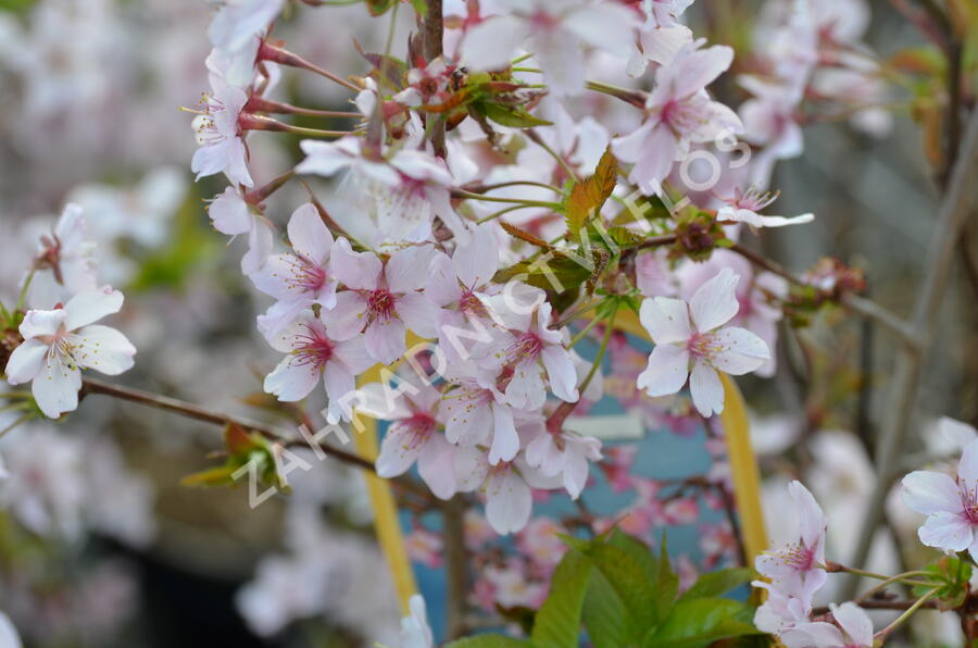 Třešeň kurilská 'Ruby' - Prunus kurilensis 'Ruby'