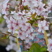 Třešeň kurilská 'Ruby' - Prunus kurilensis 'Ruby'