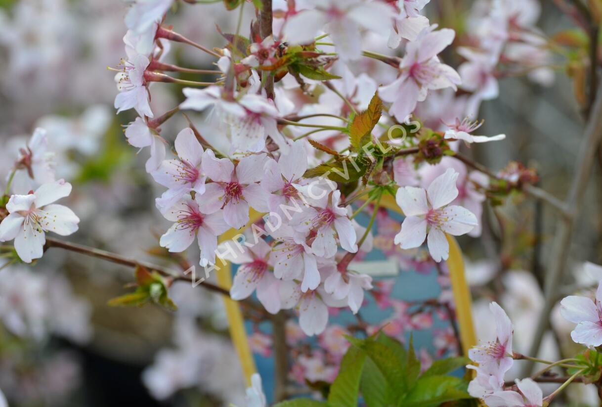 Třešeň kurilská 'Ruby' - Prunus kurilensis 'Ruby'